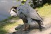 Husa indická (Anser indicus)1 - Zoopark Chomutov
