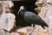 Ibis skalní (Geronticus eremita) - Zoopark Chomutov