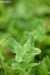 Jetel luční (Trifolium pratense)6