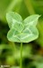 Jetel luční (Trifolium pratense)5
