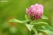 Jetel luční (Trifolium pratense)4