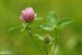 Jetel luční (Trifolium pratense)3