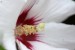 Ibišek syrský (Hibiscus syriacus)2