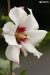 Ibišek syrský (Hibiscus syriacus)