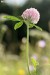 Jetel luční (Trifolium pratense)2
