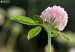 Jetel luční (Trifolium pratense)1
