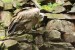 Sup bělohlavý (Gyps fulvus)1 - Zoopark Chomutov