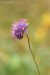 Chrastavec rolní (Knautia arvensis) 1