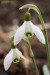 Sněženka podsněžník (Galanthus nivalis) 2 - Červený Hrádek
