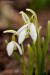 Sněženka podsněžník (Galanthus nivalis) 1 - Červený Hrádek
