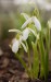 Sněženka podsněžník (Galanthus nivalis) - Červený Hrádek