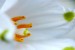 Detail květu Bledule jarní (Leucojum vernum) - Červený Hrádek