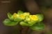 Mokrýš střídavolistý (Chrysosplenium alternifolium)1 - Bezručovo údolí