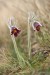 Koniklec luční český (Pulsatilla pratensis subsp. bohemica)13 Kadaň
