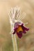 Koniklec luční český (Pulsatilla pratensis subsp. bohemica)14 Kadaň