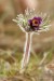 Koniklec luční český (Pulsatilla pratensis subsp. bohemica)16 Kadaň