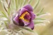Koniklec luční český (Pulsatilla pratensis subsp. bohemica)12 Kadaň
