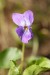 Violka vonná (Viola odorata) 4