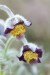 Koniklec luční český (Pulsatilla pratensis subsp. bohemica)11 Kadaň