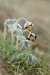 Koniklec luční český (Pulsatilla pratensis subsp. bohemica)10 Kadaň