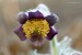 Koniklec luční český (Pulsatilla pratensis subsp. bohemica)7 Kadaň