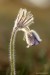 Koniklec luční český (Pulsatilla pratensis subsp. bohemica)6 Kadaň
