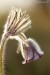 Koniklec luční český (Pulsatilla pratensis subsp. bohemica)5 Kadaň