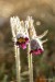 Koniklec luční český (Pulsatilla pratensis subsp. bohemica)4 Kadaň