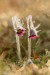 Koniklec luční český (Pulsatilla pratensis subsp. bohemica)3 Kadaň