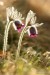 Koniklec luční český (Pulsatilla pratensis subsp. bohemica)2 Kadaň
