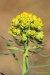 Pryšec chvojka (Euphorbia cyparissias) - Kadaň