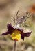 Koniklec luční český (Pulsatilla pratensis subsp. bohemica)1 Kadaň