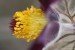 Koniklec luční český (Pulsatilla pratensis subsp. bohemica) Kadaň