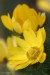 Hlaváček jarní (Adonis vernalis)7 - Raná